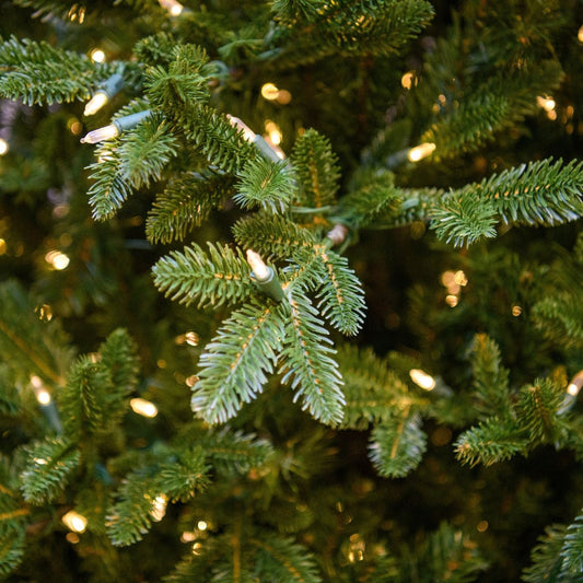 7.5' Noble Medium LED One-Plug Tree w/ Warm White Lights - needle and lights close-up 2