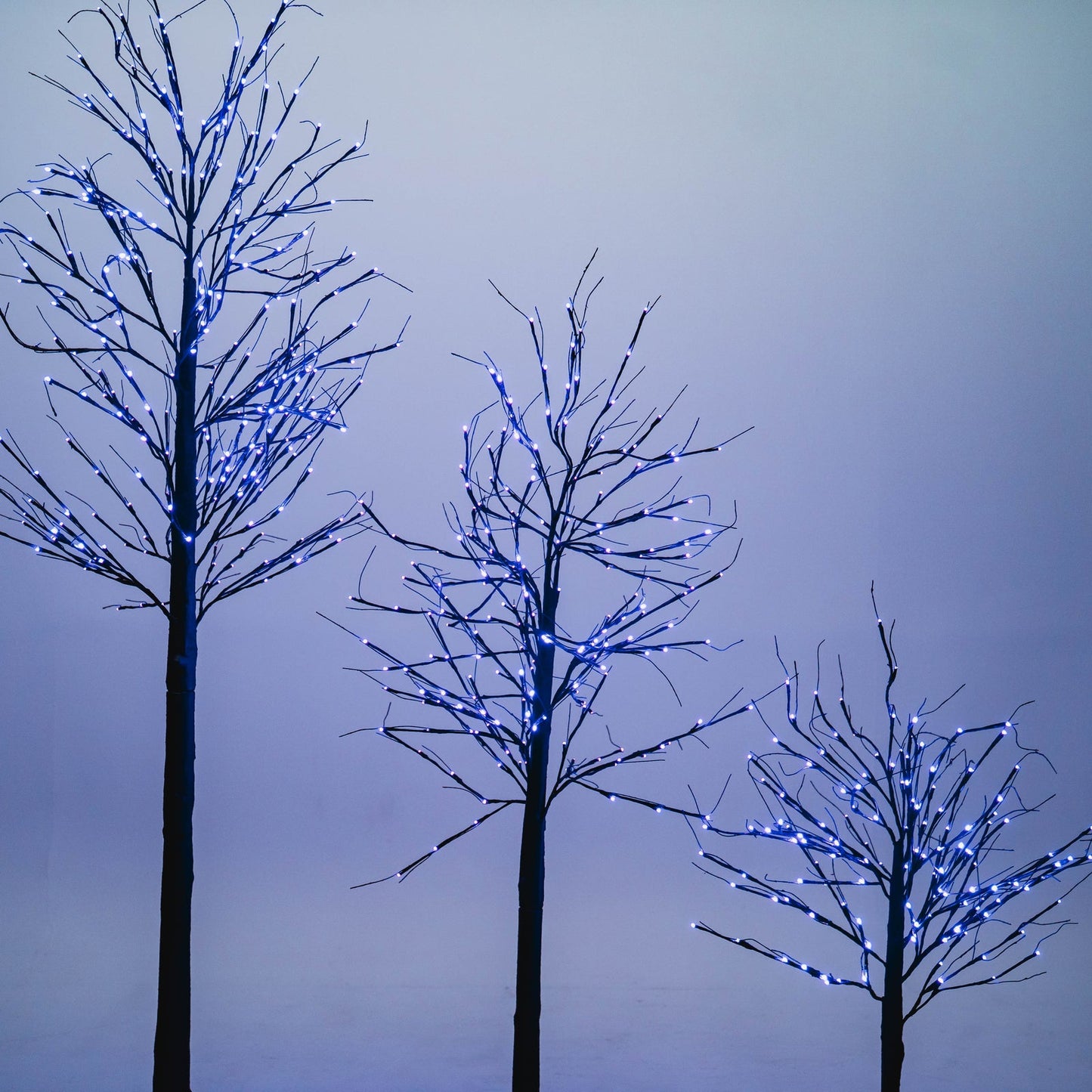Black Birch Tree - 4 ft.