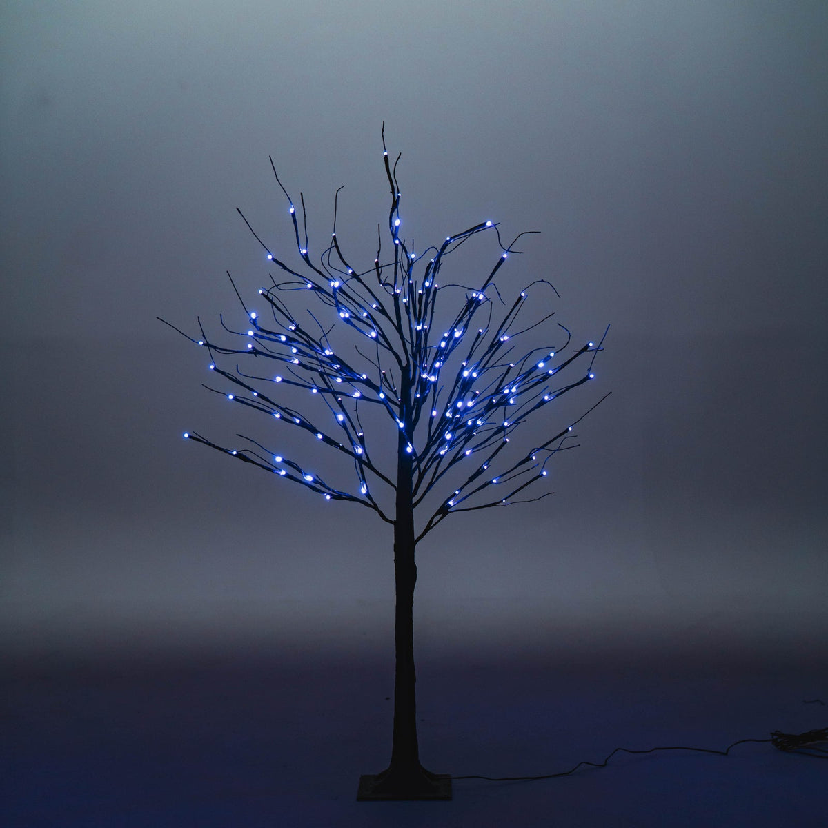 Black Birch Tree - 4 ft.