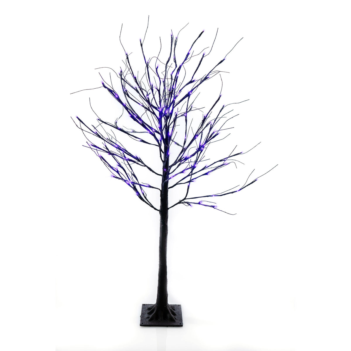Black Birch Tree - 6 ft.