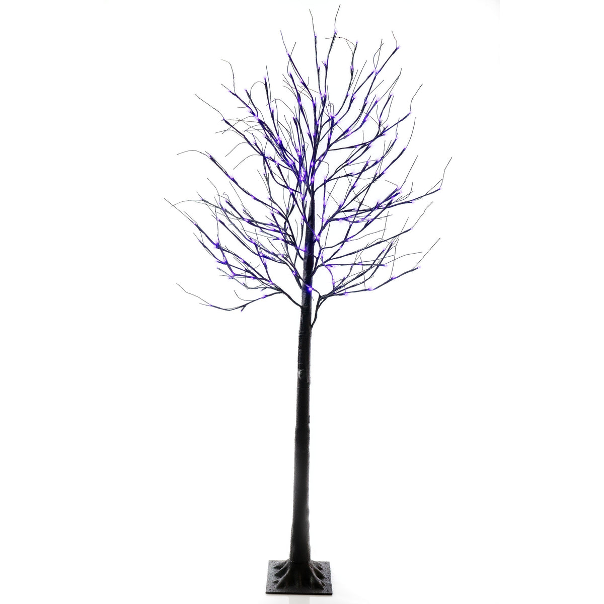 Black Birch Tree - 8 ft.